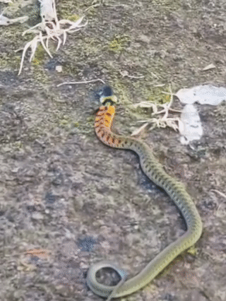 皇冠登3代理申请
_内蒙古赤峰有人拍到了“鸡脖子蛇”皇冠登3代理申请
，有毒！千万小心！