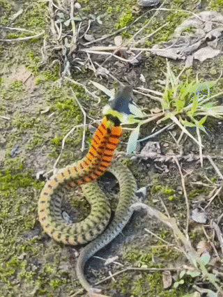 皇冠登3代理申请
_内蒙古赤峰有人拍到了“鸡脖子蛇”皇冠登3代理申请
，有毒！千万小心！