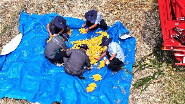 皇冠信用網_全国26家实验室参与皇冠信用網！由雷沃支持的这场“田间论剑”举行