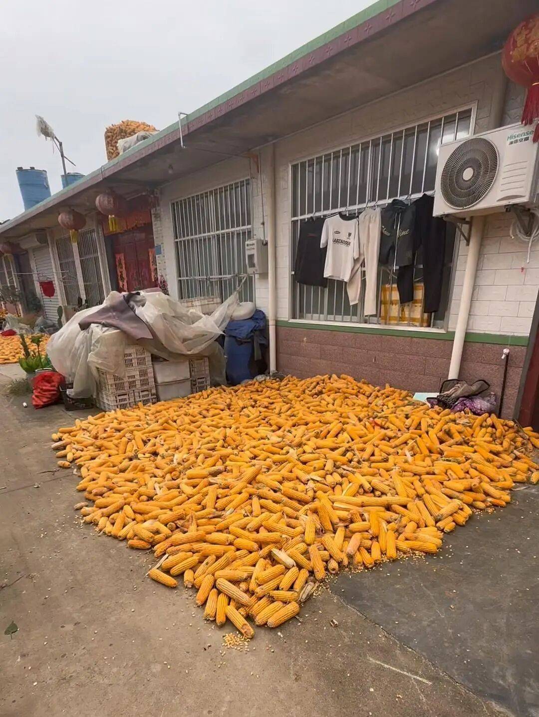 皇冠信用網会员_大学生8天假掰了7天半玉米：自己多弯一次腰皇冠信用網会员，父母就少吃一点苦