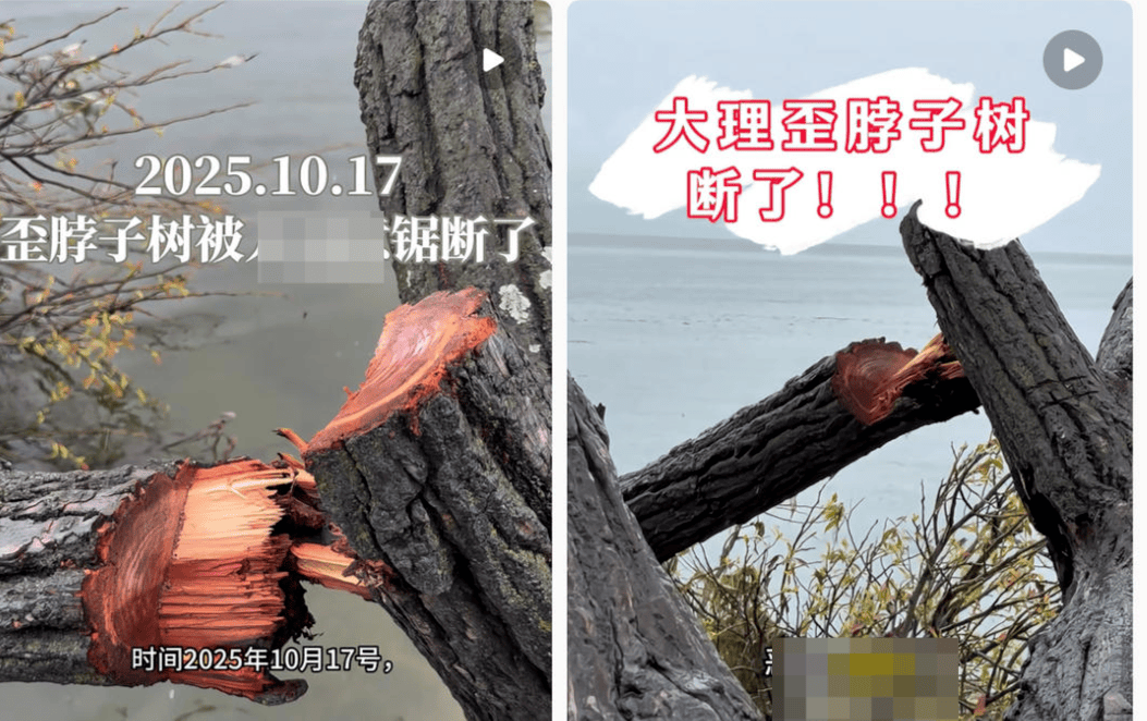 皇冠信用網押金多少_大理洱海摄影师反映网红“歪脖子树”多处被锯 洱海管理局工作人员：情况正在核查