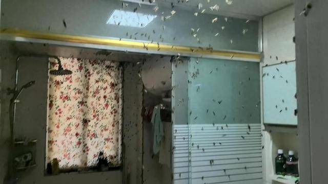 皇冠信用网代理
_惊皇冠信用网代理
！空置两个月的房子竟被蜜蜂当成了 “豪华别墅”