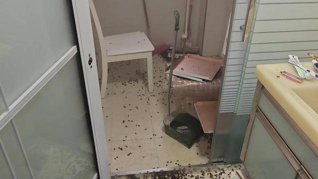 皇冠信用网代理
_惊皇冠信用网代理
！空置两个月的房子竟被蜜蜂当成了 “豪华别墅”