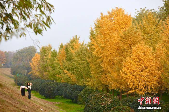 欧冠足球比分
_陕西西安：银杏林由绿转黄吸引市民游玩